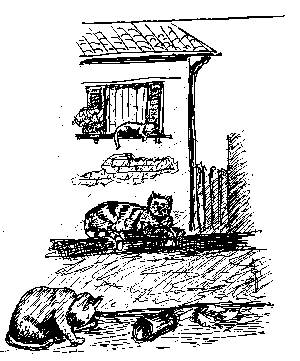 Gatti a Zena